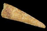 Pterosaur (Siroccopteryx) Tooth - Morocco #94150-1